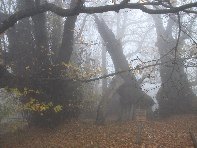 Castagno_100_cavalli - Castanea_sativa_201011128 075.jpg
